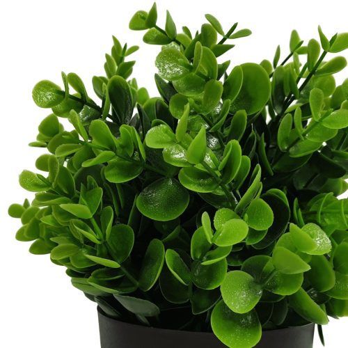 Artificial Peperomia Plant