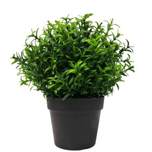 Indoor rosemary plant