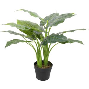 Large Potted Taro Plant