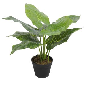 Low-maintenance Indoor Plant