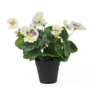 Pansy Plants for Home Decor