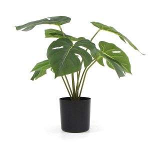 Realistic Indoor Plant