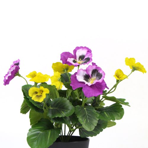 Vibrant mixed pansy plant