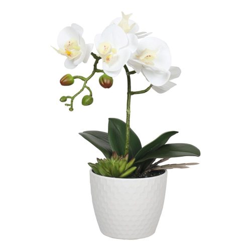 White Phalaenopsis orchid