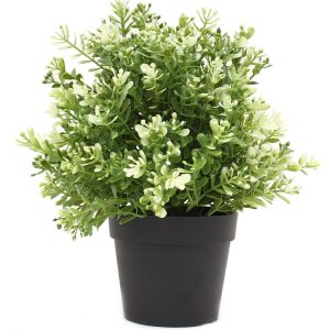 White jade plant for home decor